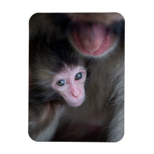 Cutest Baby djur Baby Macaque Monkey och Mor Magnet