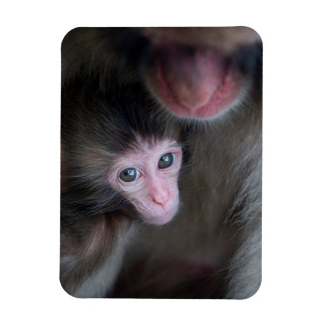 Cutest Baby djur | Baby Macaque Monkey och Mor Magnet (Vertikal)