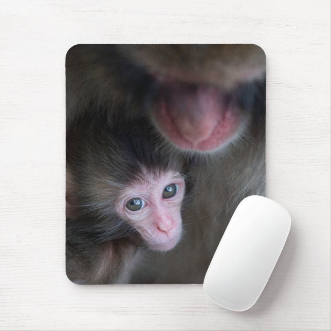 Cutest Baby djur | Baby Macaque Monkey och Mor Musmatta (Med mus)