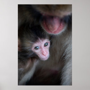 Cutest Baby djur Baby Macaque Monkey och Mor Poster