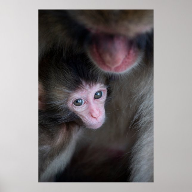 Cutest Baby djur | Baby Macaque Monkey och Mor Poster (Framsidan)