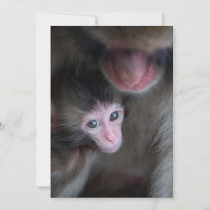 Cutest Baby djur Baby Macaque Monkey och Mor Tack Kort