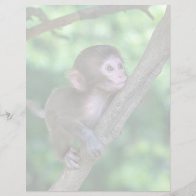 Cutest Baby djur | Baby Monkey (Framsida)