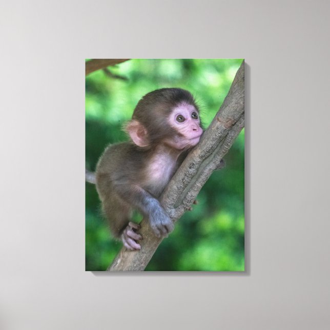 Cutest Baby djur | Baby Monkey Canvastryck (Framsida)