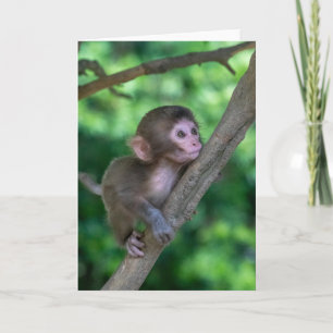 Cutest Baby djur   Baby Monkey Kort