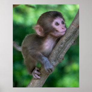 Cutest Baby djur   Baby Monkey Poster