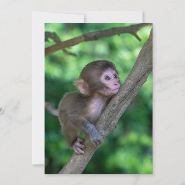 Cutest Baby djur | Baby Monkey Tack Kort (Framsida)