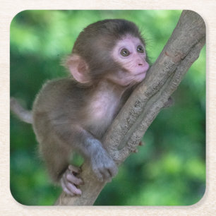 Cutest Baby djur Baby Monkey Underlägg Papper Kvadrat