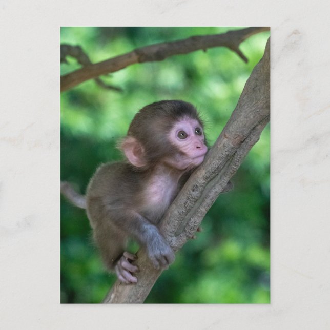 Cutest Baby djur | Baby Monkey Vykort (Framsida)