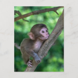 Cutest Baby djur Baby Monkey Vykort