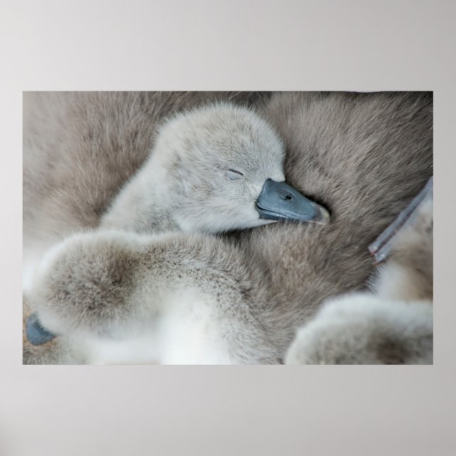 Cutest Baby djur | Baby Mute Svan Poster (Framsidan)