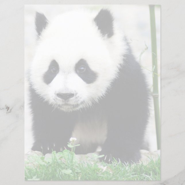 Cutest Baby djur | Baby Panda Bear (Framsida)