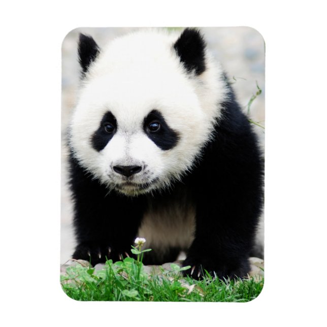 Cutest Baby djur | Baby Panda Bear Magnet (Vertikal)