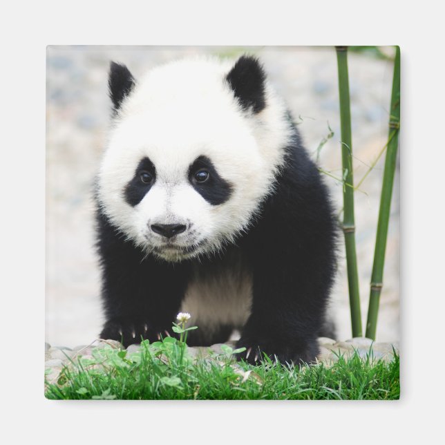 Cutest Baby djur | Baby Panda Bear Magnet (Framsidan)