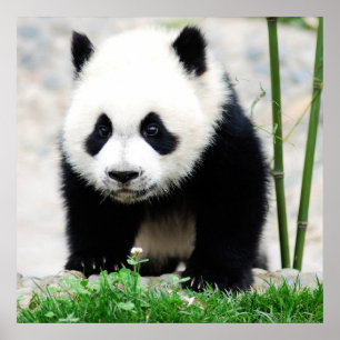 Cutest Baby djur Baby Panda Bear Poster