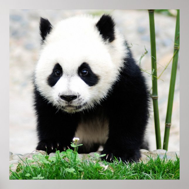 Cutest Baby djur | Baby Panda Bear Poster (Framsidan)