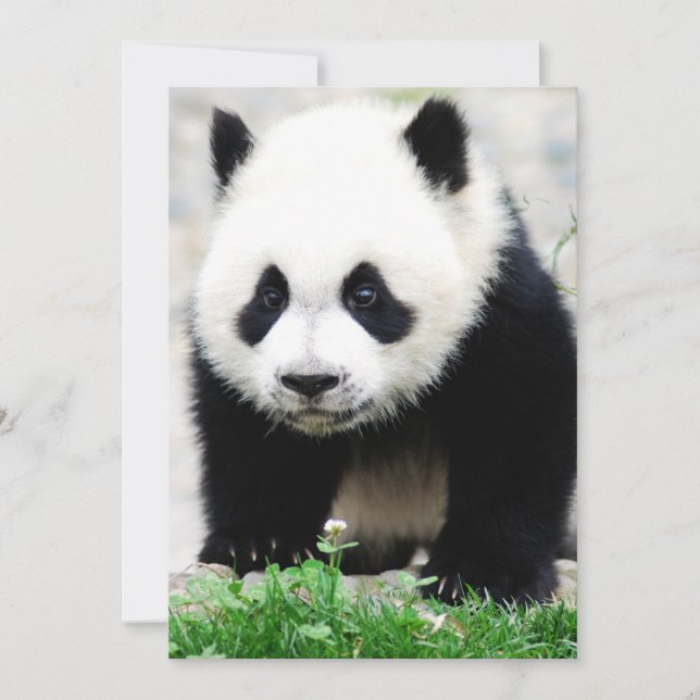 Cutest Baby djur | Baby Panda Bear Tack Kort (Framsida)