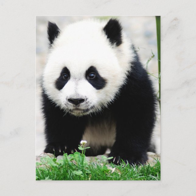 Cutest Baby djur | Baby Panda Bear Vykort (Framsida)