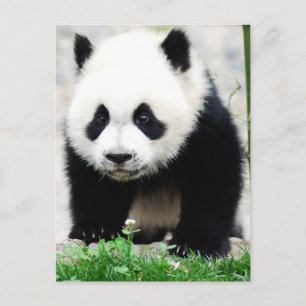 Cutest Baby djur   Baby Panda Bear Vykort