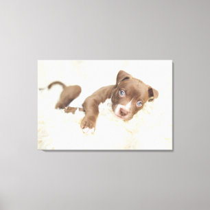 Cutest Baby djur Baby Pit Bull Puppy Canvastryck