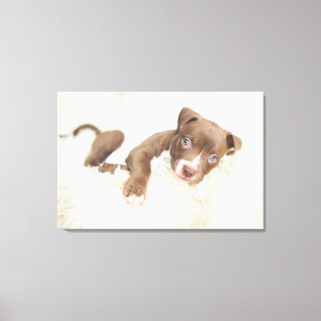Cutest Baby djur | Baby Pit Bull Puppy Canvastryck (Framsida)