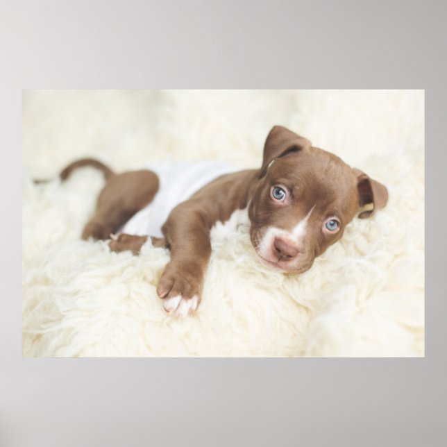 Cutest Baby djur | Baby Pit Bull Puppy Poster (Framsidan)