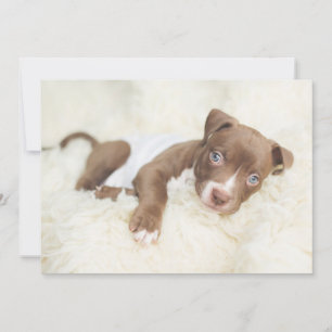 Cutest Baby djur Baby Pit Bull Puppy Tack Kort