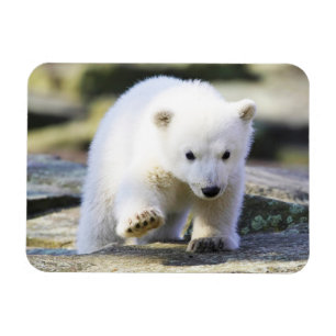 Cutest Baby djur Baby Polar Bear Unge Magnet