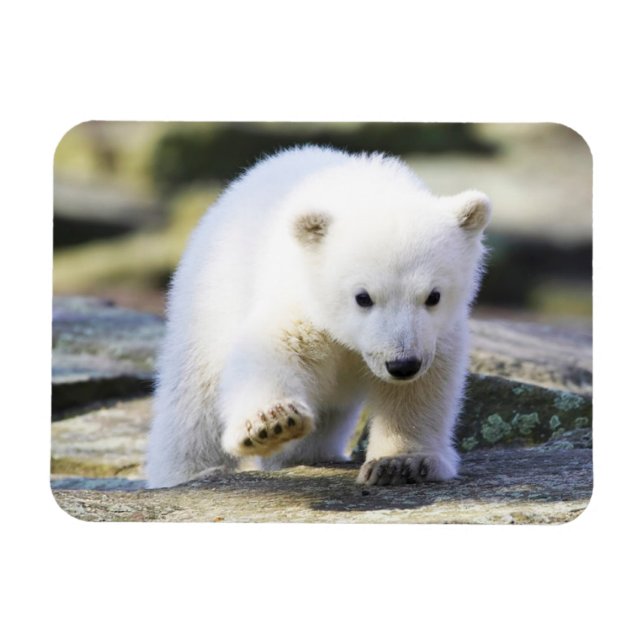 Cutest Baby djur | Baby Polar Bear Unge Magnet (Horisontell)