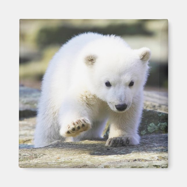 Cutest Baby djur | Baby Polar Bear Unge Magnet (Framsidan)
