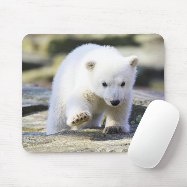 Cutest Baby djur | Baby Polar Bear Unge Musmatta (Med mus)