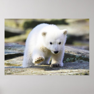Cutest Baby djur Baby Polar Bear Unge Poster