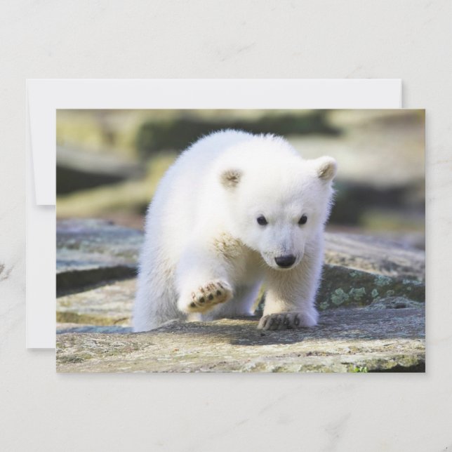 Cutest Baby djur | Baby Polar Bear Unge Tack Kort (Framsida)