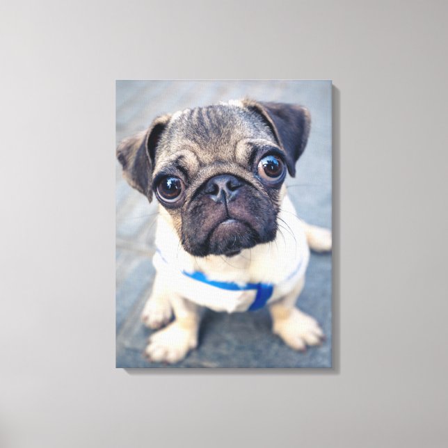 Cutest Baby djur | Baby Pug Canvastryck (Framsida)