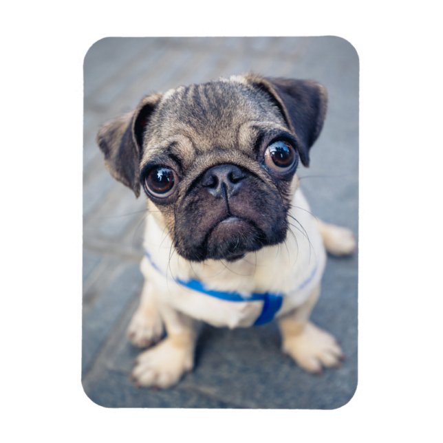 Cutest Baby djur | Baby Pug Magnet (Vertikal)