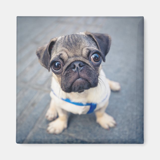 Cutest Baby djur | Baby Pug Magnet (Framsidan)