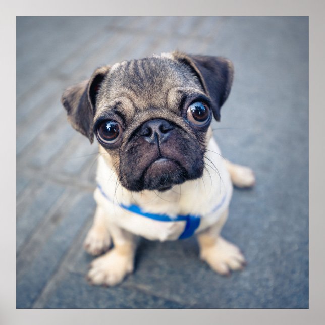 Cutest Baby djur | Baby Pug Poster (Framsidan)