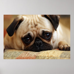 Cutest Baby djur Baby Pug Puppy Poster