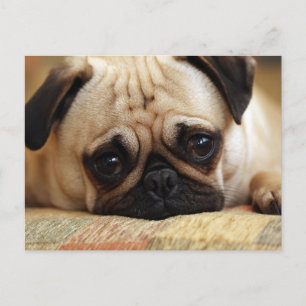 Cutest Baby djur Baby Pug Puppy Vykort