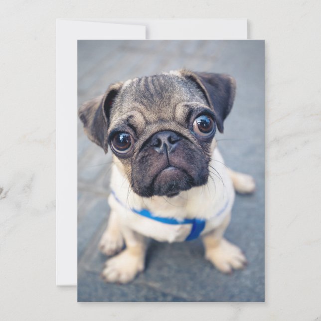 Cutest Baby djur | Baby Pug Tack Kort (Framsida)