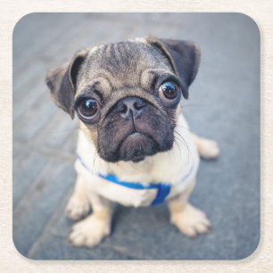Cutest Baby djur Baby Pug Underlägg Papper Kvadrat