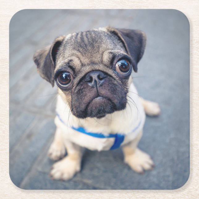 Cutest Baby djur | Baby Pug Underlägg Papper Kvadrat (Framsidan)