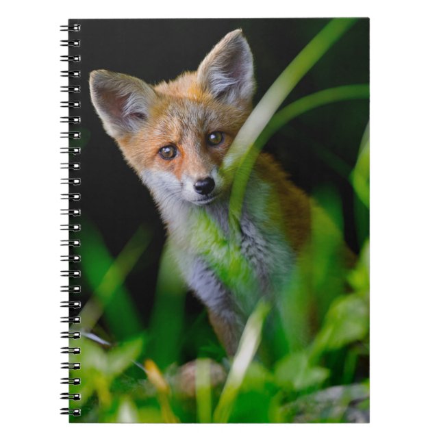 Cutest Baby djur | Baby Red Fox Anteckningsbok (Framsidan)