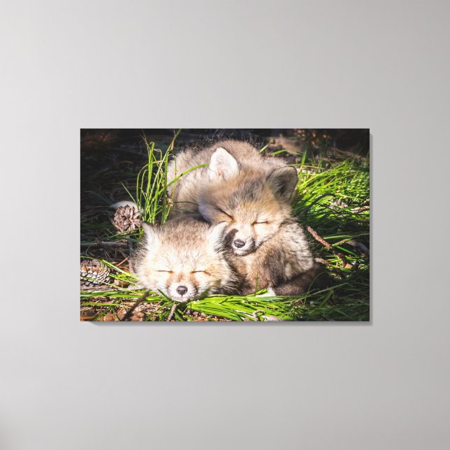 Cutest Baby djur | Baby Red Fox Kits Sleeping Canvastryck (Framsida)