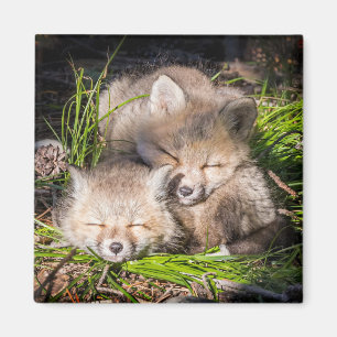 Cutest Baby djur   Baby Red Fox Kits Sleeping Magnet