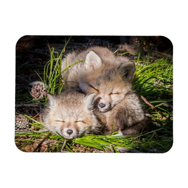 Cutest Baby djur | Baby Red Fox Kits Sleeping Magnet (Horisontell)
