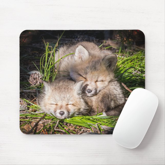 Cutest Baby djur | Baby Red Fox Kits Sleeping Musmatta (Med mus)