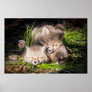 Cutest Baby djur   Baby Red Fox Kits Sleeping Poster