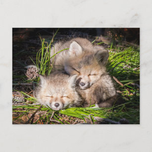 Cutest Baby djur   Baby Red Fox Kits Sleeping Vykort