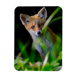 Cutest Baby djur Baby Red Fox Magnet